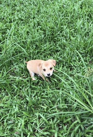 Brownie  - Mixed Breed Dog