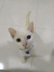 Sparkleee - Domestic Short Hair Cat