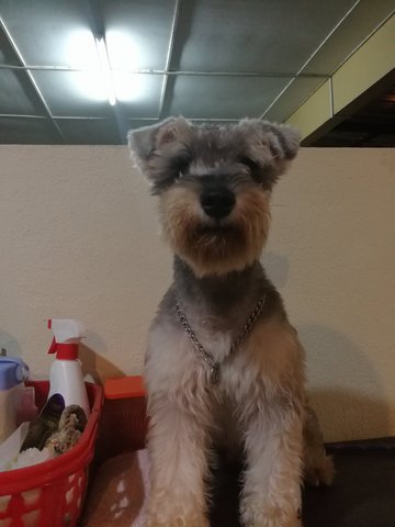 Snozzy - Schnauzer Dog