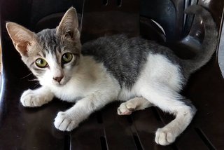 Cherish - Domestic Short Hair Cat