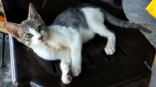 Cherish - Domestic Short Hair Cat