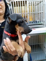 Doby - Doberman Pinscher Mix Dog