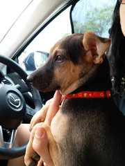 Dudu - Doberman Pinscher Mix Dog