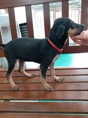 Dobin - Doberman Pinscher Mix Dog