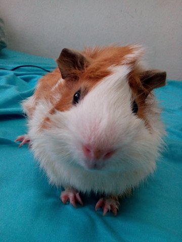 Peanut &amp; Butter - Guinea Pig Small & Furry