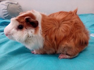 Peanut &amp; Butter - Guinea Pig Small & Furry