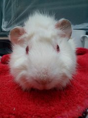 Peanut &amp; Butter - Guinea Pig Small & Furry