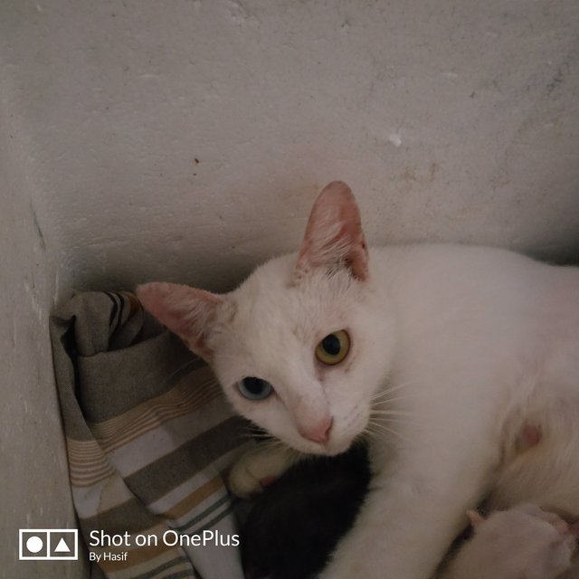 Putih And Her Kitten - Abyssinian Cat