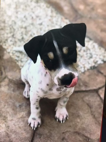 Chikko And Dukko - Cattle Dog Mix Dog