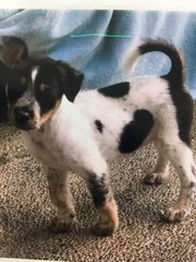 Chikko And Dukko - Cattle Dog Mix Dog