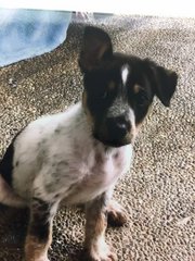 Chikko And Dukko - Cattle Dog Mix Dog