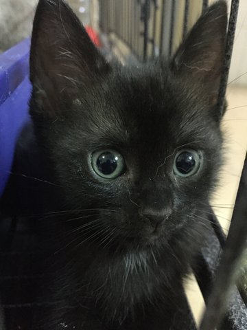 British Shorthair Kitten - British Shorthair + Applehead Siamese Cat