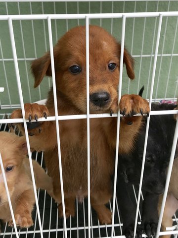 Bossy - Labrador Retriever Mix Dog