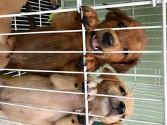 Bossy - Labrador Retriever Mix Dog