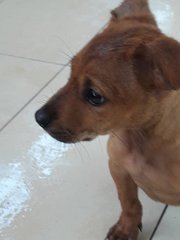 Sunny Boy - Mixed Breed Dog