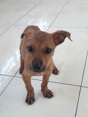 Sunny Boy - Mixed Breed Dog