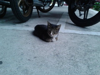 Little kitten with white gloves on paws