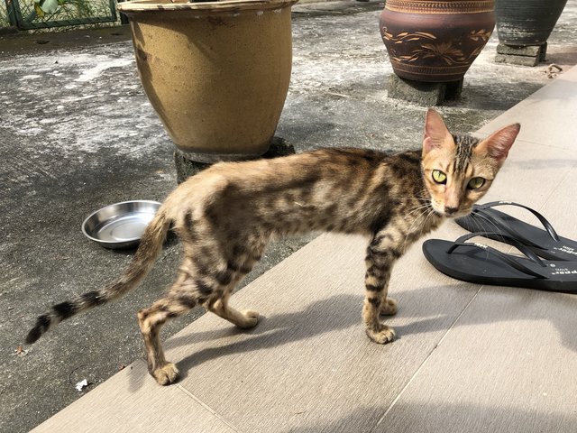 Hope - Bengal Cat