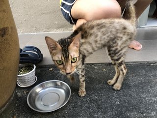 Hope - Bengal Cat