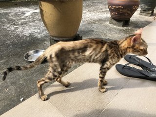 Hope - Bengal Cat