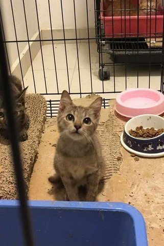 Kaya Kueh - Domestic Short Hair Cat