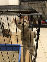 Kaya Kueh - Domestic Short Hair Cat