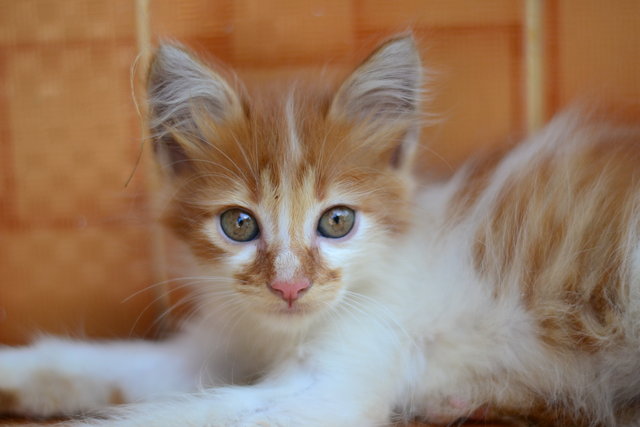 Tommy - Persian + Domestic Long Hair Cat