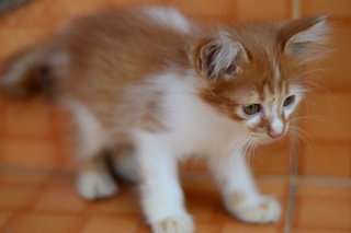 Tommy - Persian + Domestic Long Hair Cat