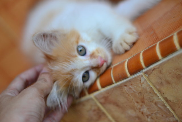 Dom - Persian + Domestic Long Hair Cat