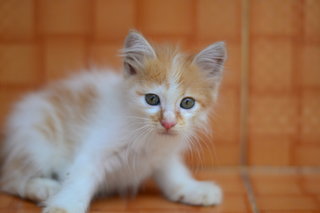 Dom - Persian + Domestic Long Hair Cat