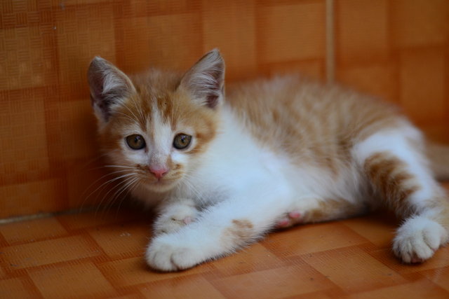 Tim - Persian + Domestic Long Hair Cat