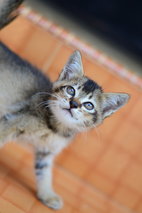 Tim, Tina, Dom, Tommy - Persian + Domestic Long Hair Cat