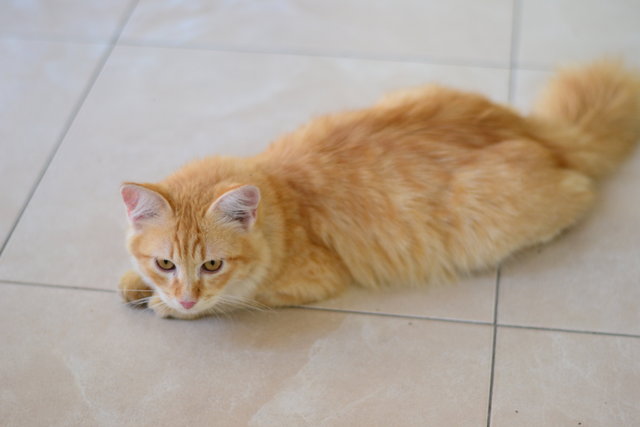 Kitty - Persian + Domestic Long Hair Cat