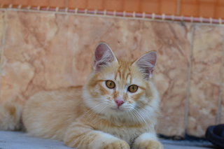 Kitty - Persian + Domestic Long Hair Cat