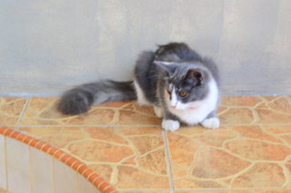 Mya - Persian + Domestic Long Hair Cat