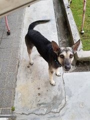 Trophy - Mixed Breed Dog