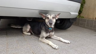 Trophy - Mixed Breed Dog