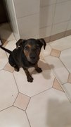 Poppy - Mixed Breed Dog