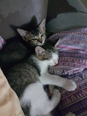 A Pair Of Siblings Kittens - Domestic Short Hair Cat