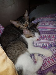 A Pair Of Siblings Kittens - Domestic Short Hair Cat