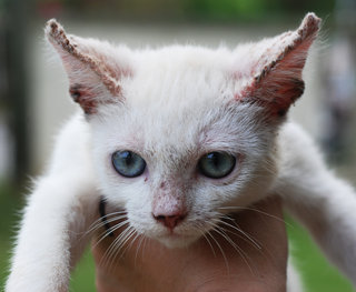 Yuki - Siamese Cat