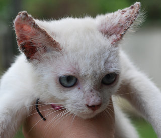 Yuki - Siamese Cat