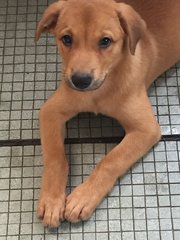 Lucky Guy - Mixed Breed Dog