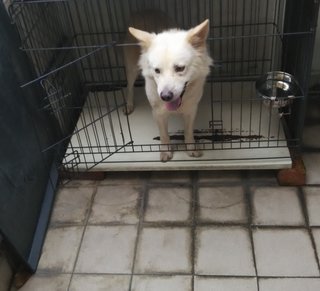 Samoyed Huskey / Shepherd Mix - Samoyed Mix Dog