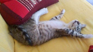 Teddy (With Video) - Domestic Medium Hair Cat