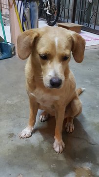 Marley - Golden Retriever + Labrador Retriever Dog