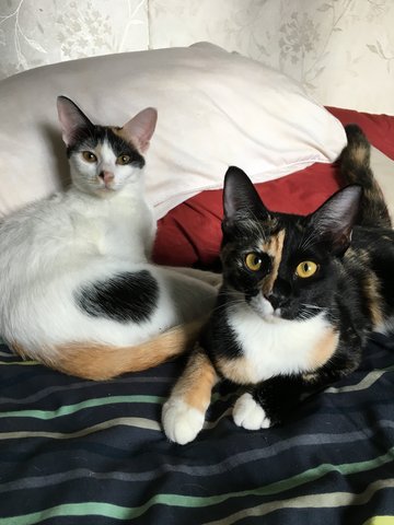 Princess &amp; Fatty - Calico Cat