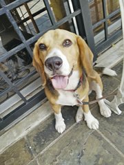 Toby - Beagle Dog