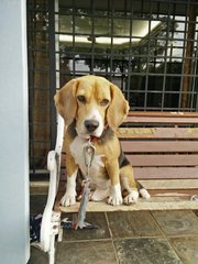 Toby - Beagle Dog