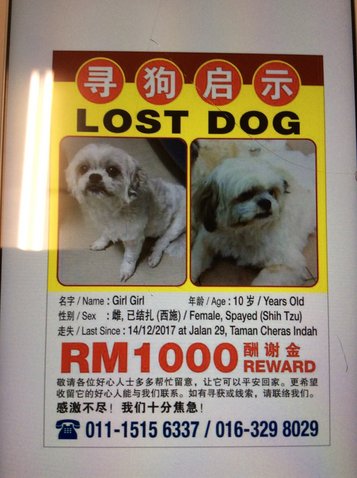 PF86176 - Shih Tzu Dog